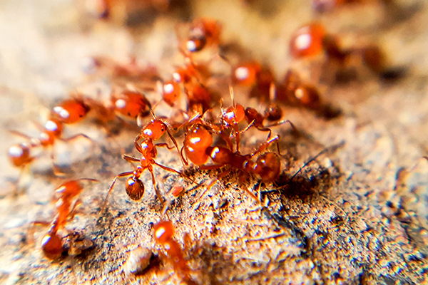 Ants